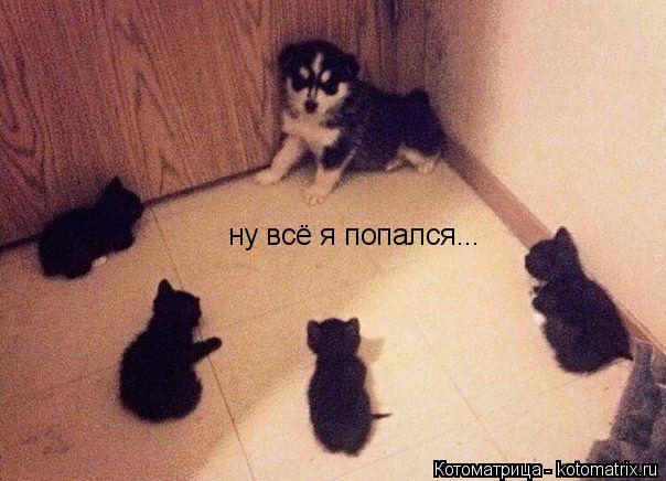 Котоматрица: ну всё я попался...