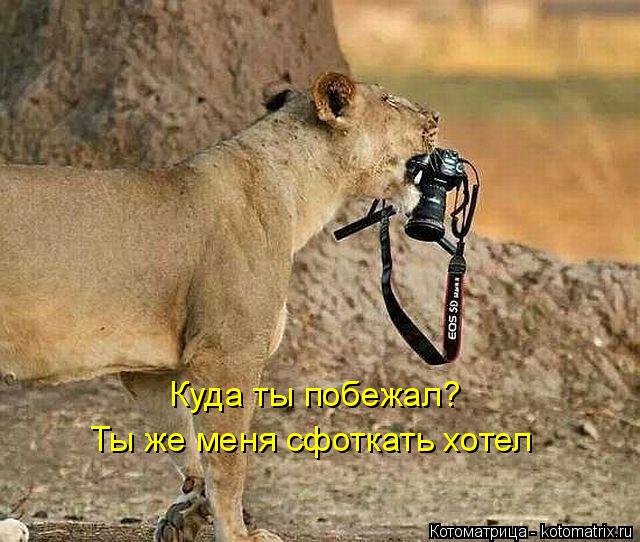 Куда ты побежал? Ты же меня сфоткать хотел... Котоматрица: Куда ты побежал? Ты же меня сфоткать хотел