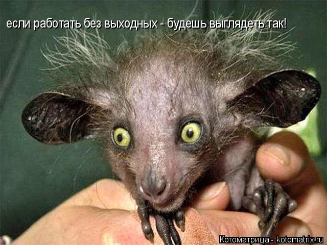 Котоматрица: если работать без выходных - будешь выглядеть так!