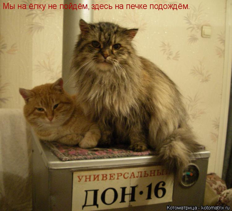 Котоматрица: Мы на ёлку не пойдём, здесь на печке подождём.
