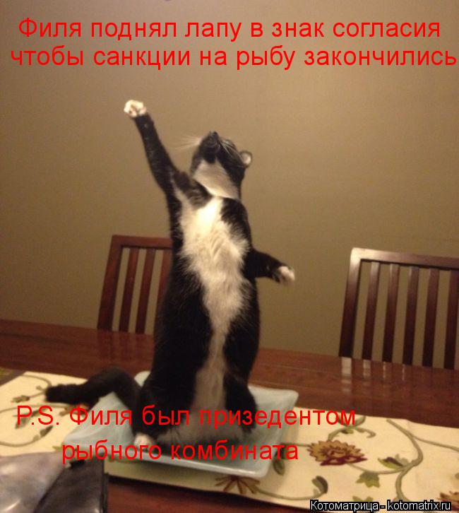 Котоматрица: Филя поднял лапу в знак согласия чтобы санкции на рыбу закончились P.S. Филя был призедентом рыбного комбината
