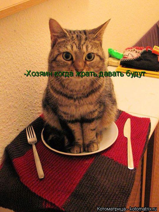 Котоматрица: -Хозяин когда жрать давать будут