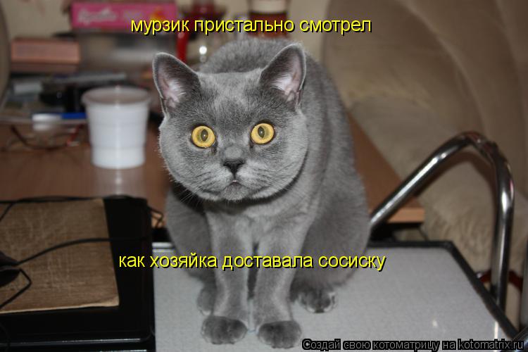 Котоматрица: мурзик пристально смотрел как хозяйка доставала сосиску