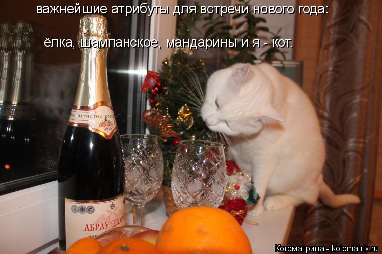 Котоматрица: важнейшие атрибуты для встречи нового года:  ёлка, шампанское, мандарины и я - кот.