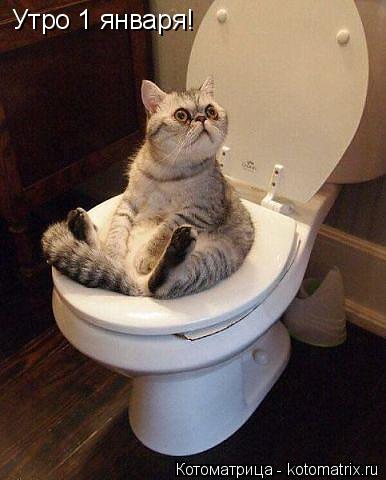 Котоматрица: Утро 1 января!