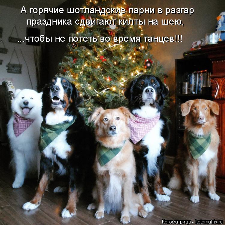 А горячие шотландские парни в разгар праздника сдвигают килты на шею, ...чтобы не потеть во время тан... Котоматрица: А горячие шотландские парни в разгар праздника сдвигают килты на шею, ...чтобы не потеть во время танцев!!!