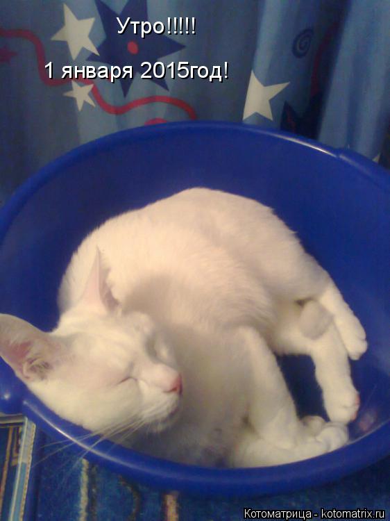 Котоматрица: Утро!!!!! 1 января 2015год!