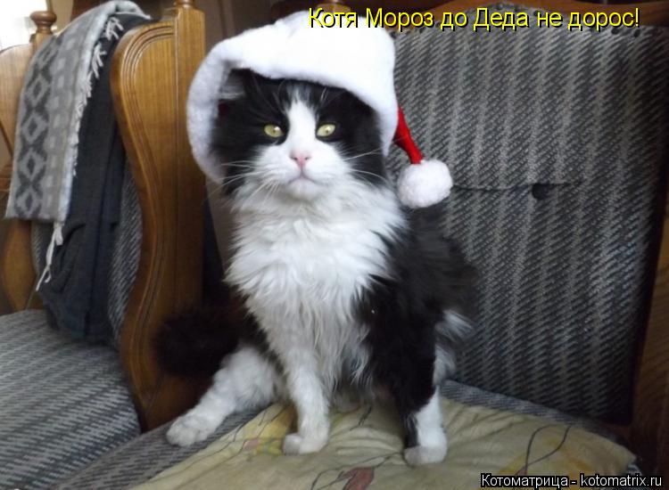 Котоматрица: Котя Мороз до Деда не дорос!