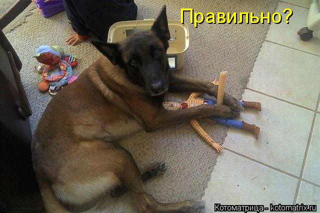 Котоматрица: Правильно?