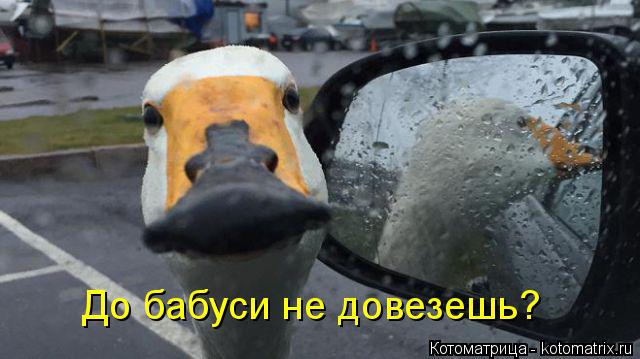 До бабуси не довезешь?... Котоматрица: До бабуси не довезешь?