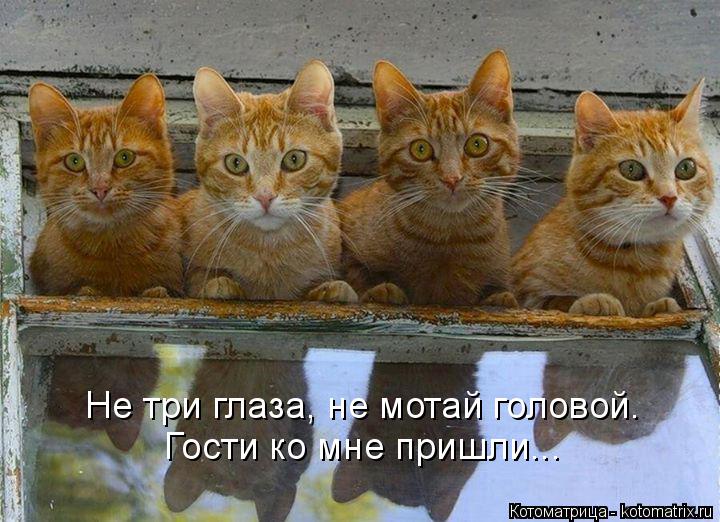 Не три глаза, не мотай головой. Гости ко мне пришли...... Котоматрица: Не три глаза, не мотай головой. Гости ко мне пришли...