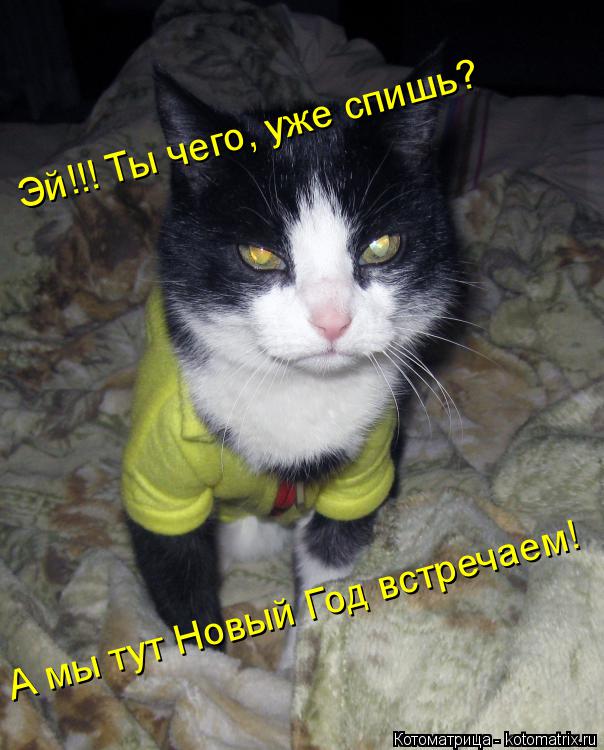 Котоматрица: Эй!!! Ты чего, уже спишь? А мы тут Новый Год встречаем!