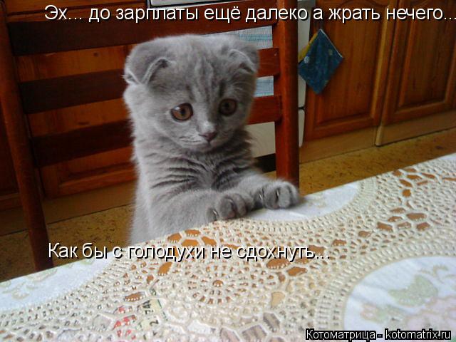 Котоматрица: Эх... до зарплаты ещё далеко а жрать нечего... Как бы с голодухи не сдохнуть...