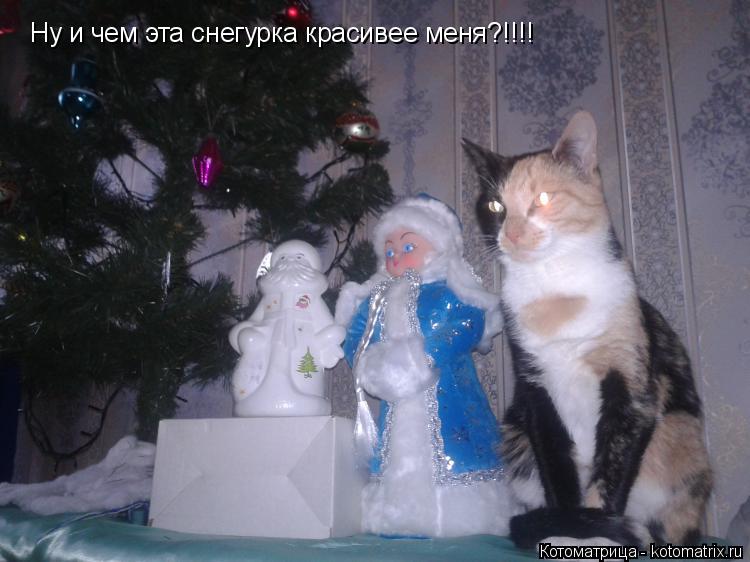 Котоматрица: Ну и чем эта снегурка красивее меня?!!!!