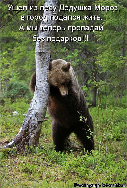 Котоматрица: Ушел из лесу Дедушка Мороз, в город подался жить.  А мы теперь пропадай  без подарков!!!