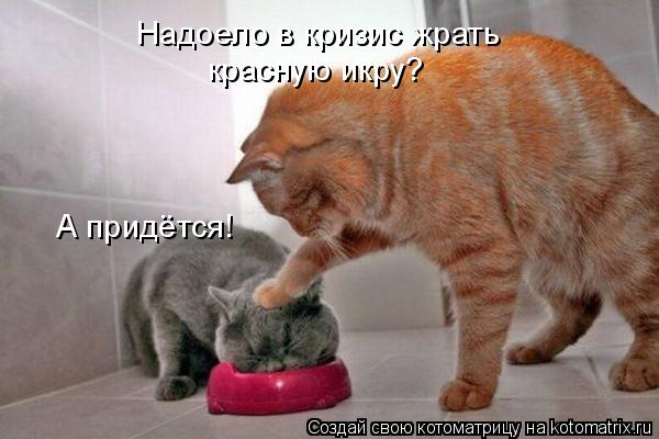 Котоматрица: Надоело в кризис жрать красную икру? А придётся!