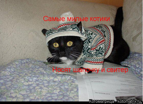 Самые милые котики Носят шапочку и свитер... Котоматрица: Самые милые котики Носят шапочку и свитер