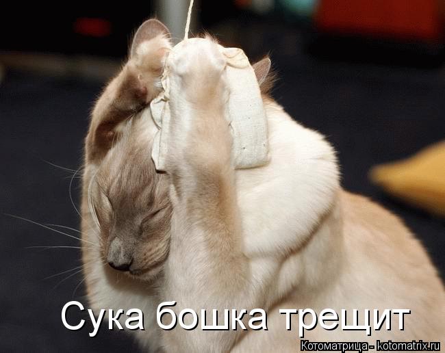Котоматрица: Сука бошка трещит