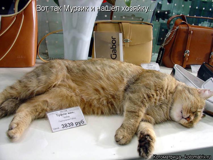 Котоматрица: Вот так Мурзик и нашёл хозяйку...