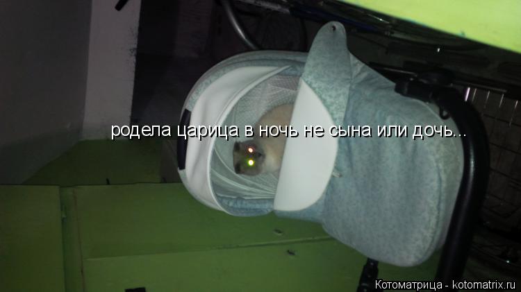 Котоматрица: родела царица в ночь не сына или дочь... родела царица в ночь не сына или дочь...