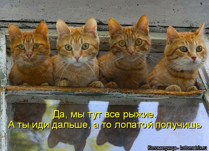 Котоматрица: Да, мы тут все рыжие. А ты иди дальше, а то лопатой получишь