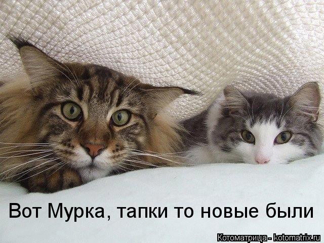 Котоматрица: Вот Мурка, тапки то новые были