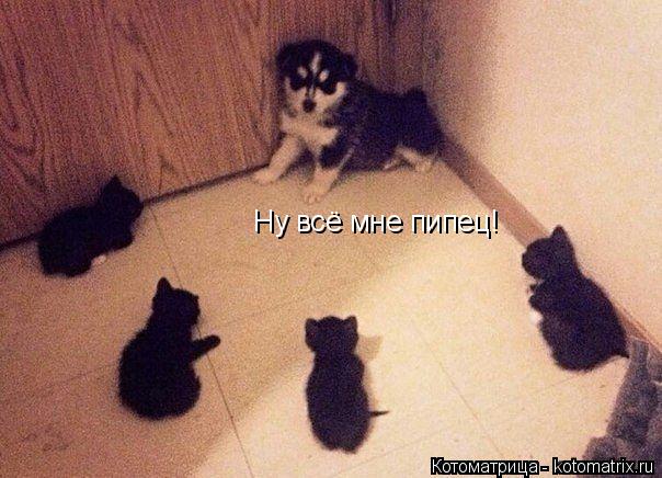 Ну всё мне пипец!... Котоматрица: Ну всё мне пипец!