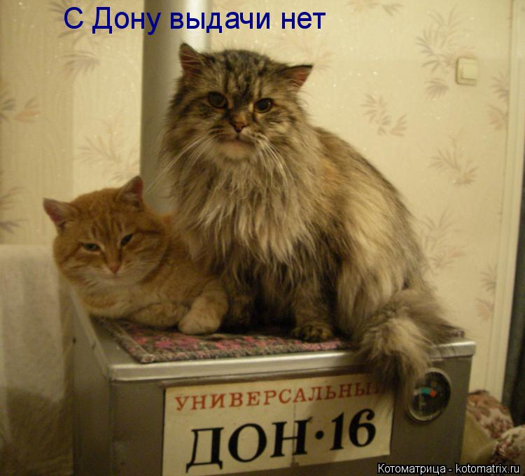 С Дону выдачи нет... Котоматрица: С Дону выдачи нет