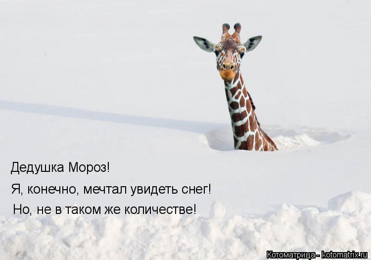 Котоматрица: Я, конечно, мечтал увидеть снег! Дедушка Мороз! Но, не в таком же количестве!