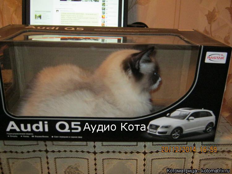Аудио Кота... Котоматрица: Аудио Кота