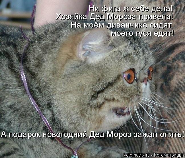 Котоматрица: Ни фига ж себе дела!  Хозяйка Дед Мороза привела! На моём диванчике сидят,  моего гуся едят! А подарок новогодний Дед Мороз зажал опять!