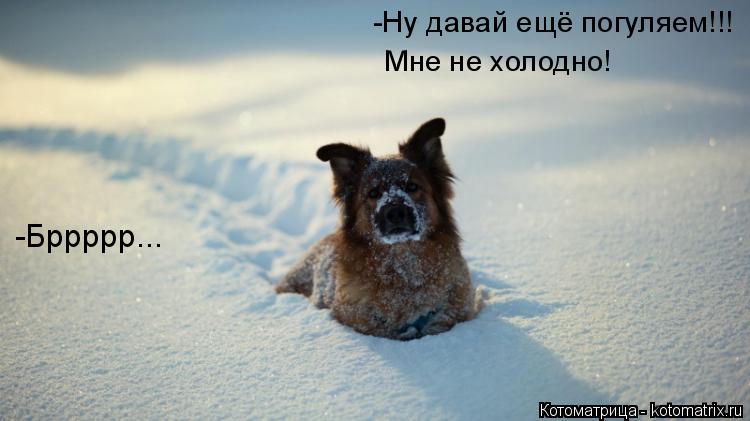 Котоматрица: Мне не холодно! -Ну давай ещё погуляем!!! -Бррррр...