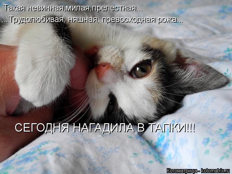 Такая невинная,милая,прелестная... ...Трудолюбивая, няшная, превосходная рожа... СЕГОДНЯ НАГАДИЛА В Т... Котоматрица: Такая невинная,милая,прелестная... ...Трудолюбивая, няшная, превосходная рожа... СЕГОДНЯ НАГАДИЛА В ТАПКИ!!!