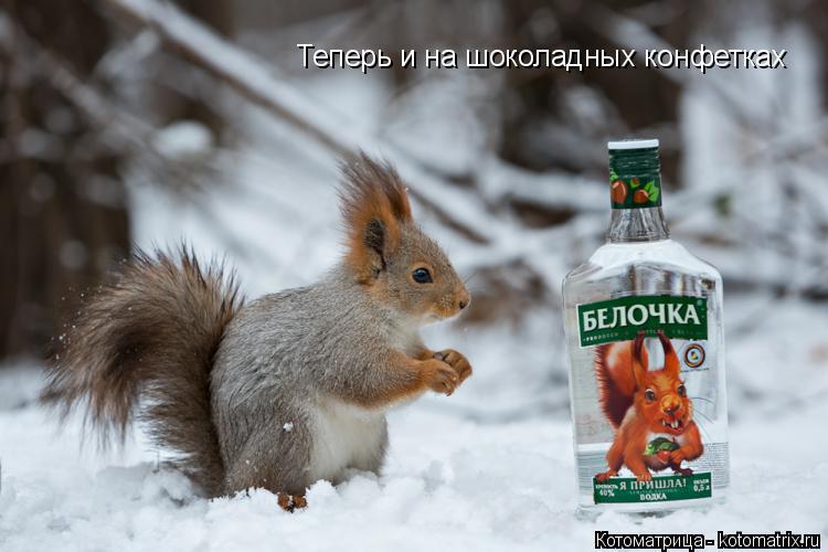 Теперь и на шоколадных конфетках... Котоматрица: Теперь и на шоколадных конфетках
