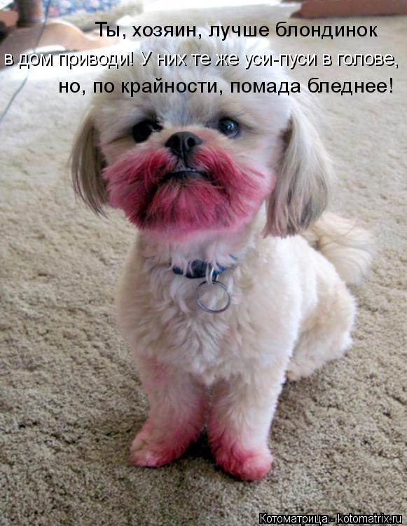 Ты, хозяин, лучше блондинок в дом приводи! У них те же уси-пуси в голове, но, по крайности, помада бл... Котоматрица: Ты, хозяин, лучше блондинок в дом приводи! У них те же уси-пуси в голове, но, по крайности, помада бледнее!