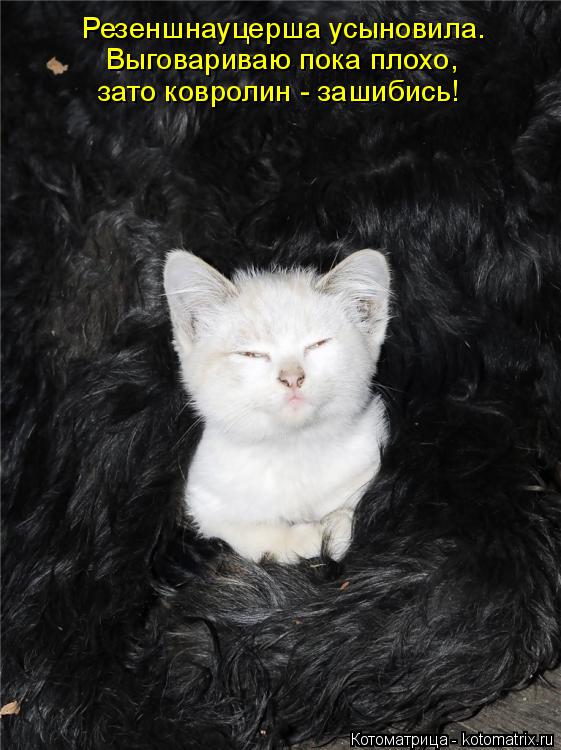 Котоматрица: Резеншнауцерша усыновила. Выговариваю пока плохо,  зато ковролин - зашибись!
