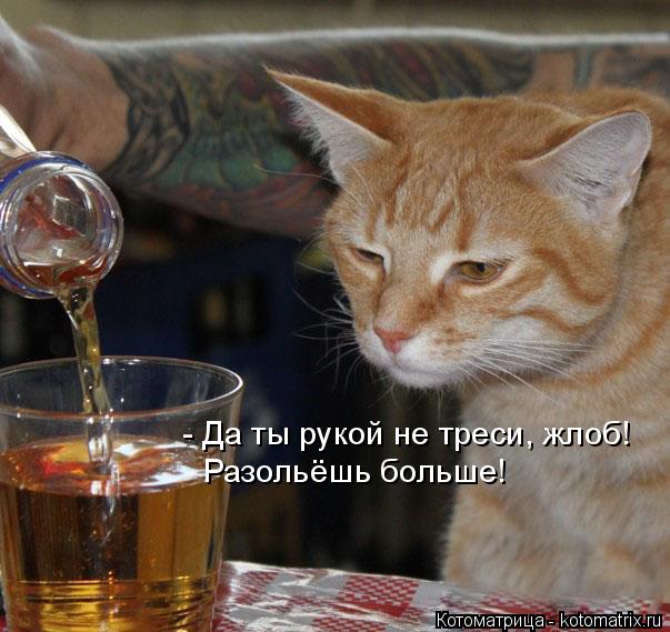 - Да ты рукой не треси, жлоб! Разольёшь больше!... Котоматрица: - Да ты рукой не треси, жлоб! Разольёшь больше!