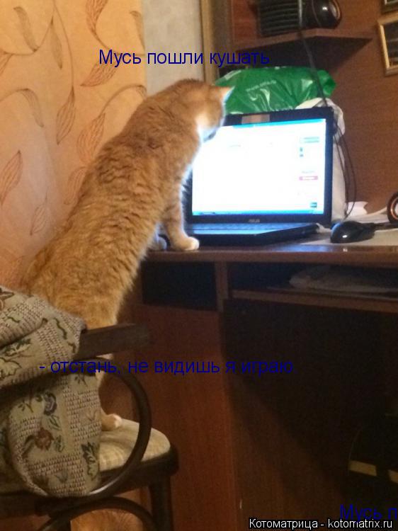 - отстань, не видишь я играю. Мусь пошли кушать Мусь пошли кушать... Котоматрица: - отстань, не видишь я играю. Мусь пошли кушать Мусь пошли кушать