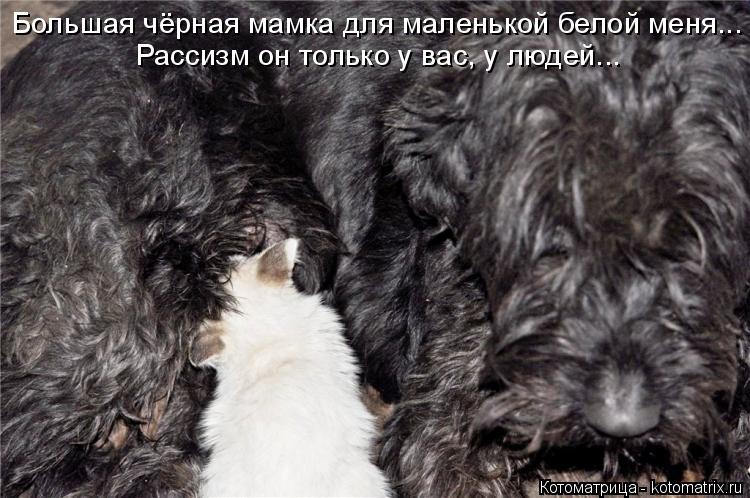 Большая чёрная мамка для маленькой белой меня... Рассизм он только у вас, у людей...... Котоматрица: Большая чёрная мамка для маленькой белой меня... Рассизм он только у вас, у людей...