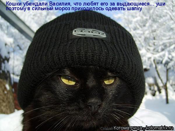 Котоматрица: поэтому в сильный мороз приходилось одевать шапку Кошки убеждали Василия, что любят его за выдающиеся... уши