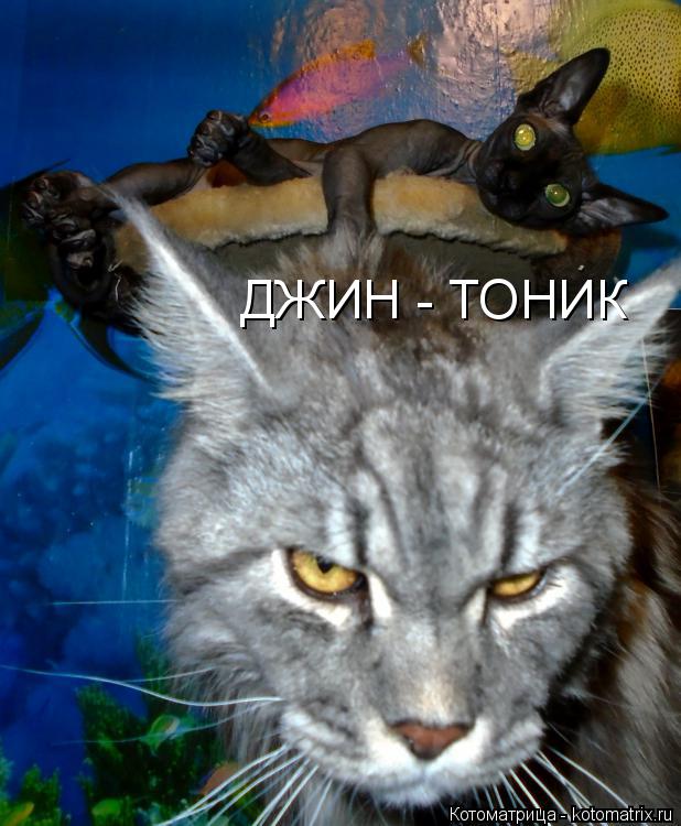 ДЖИН - ТОНИК... Котоматрица: ДЖИН - ТОНИК