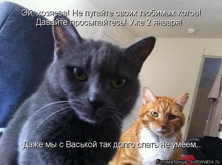 Эй, хозяева! Не пугайте своих любимых котов! Давайте просыпайтесь! Уже 2 января! Даже мы с Васькой та... Котоматрица: Эй, хозяева! Не пугайте своих любимых котов! Давайте просыпайтесь! Уже 2 января! Даже мы с Васькой так долго спать не умеем...