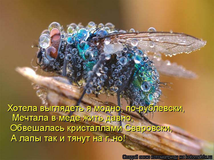 Котоматрица: Хотела выглядеть я модно, по-рублевски,  Мечтала в меде жить давно, Обвешалась кристаллами Сваровски, А лапы так и тянут на г..но!