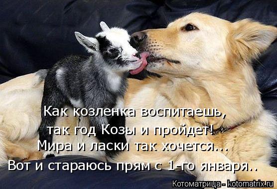 Как козленка воспитаешь, так год Козы и пройдет! Мира и ласки так хочется... Вот и стараюсь прям с 1-... Котоматрица: Как козленка воспитаешь, так год Козы и пройдет! Мира и ласки так хочется... Вот и стараюсь прям с 1-го января..