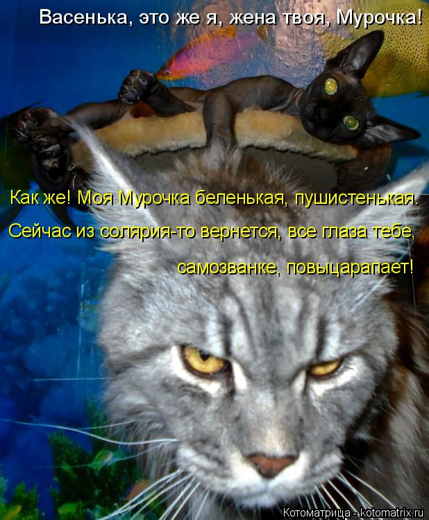 Котоматрица: Васенька, это же я, жена твоя, Мурочка!  Как же! Моя Мурочка беленькая, пушистенькая.  Сейчас из солярия-то вернется, все глаза тебе,  самозванк