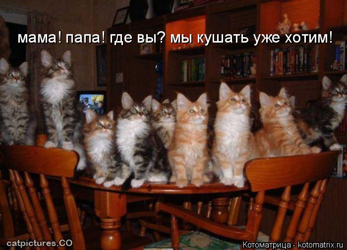 мама! папа! где вы? мы кушать уже хотим!... Котоматрица: мама! папа! где вы? мы кушать уже хотим!