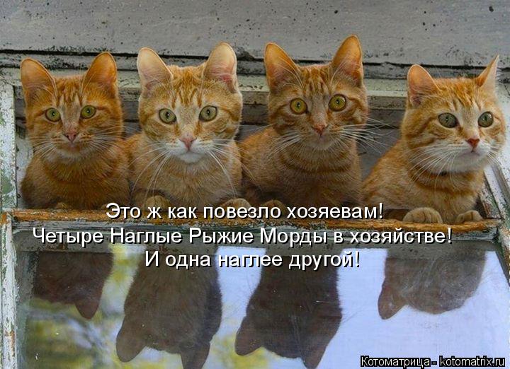 Котоматрица: Это ж как повезло хозяевам! Четыре Наглые Рыжие Морды в хозяйстве! И одна наглее другой!