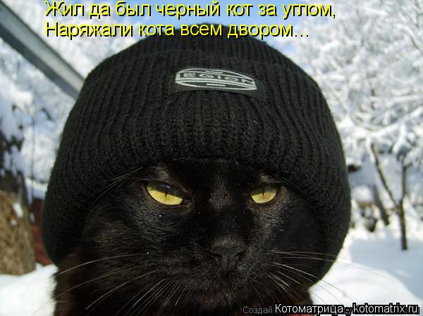 Котоматрица: Жил да был черный кот за углом, Наряжали кота всем двором…