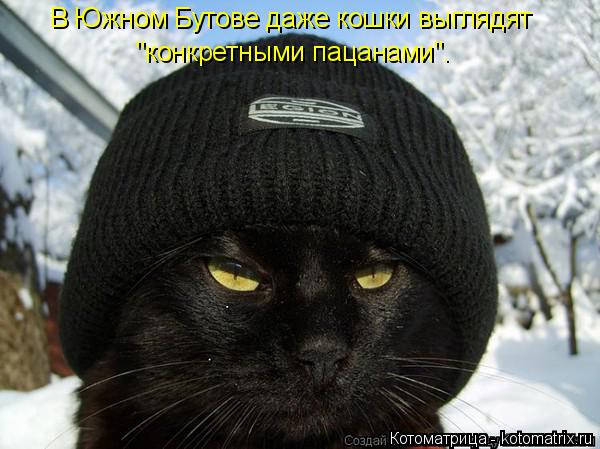 В Южном Бутове даже кошки выглядят "конкретными пацанами".... Котоматрица: В Южном Бутове даже кошки выглядят "конкретными пацанами".
