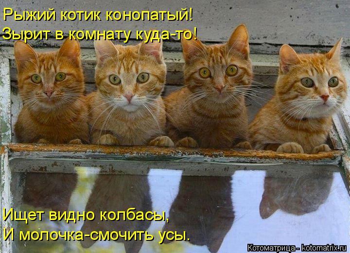 Рыжий котик конопатый! Зырит в комнату куда-то! Ищет видно колбасы, И молочка-смочить усы.... Котоматрица: Рыжий котик конопатый! Зырит в комнату куда-то! Ищет видно колбасы, И молочка-смочить усы.